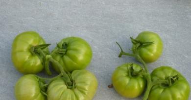 Как правильно формировать томаты в два стебля в теплице