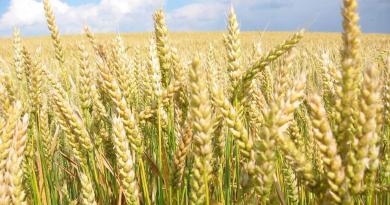Особенности яровой пшеницы, выращивание, урожайность Предпосадочная обработка почвы