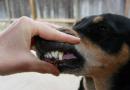 Как собаке удалить зубной камень?