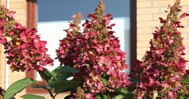 Hoa cẩm tú cầu xinh đẹp: bí quyết trồng và chăm sóc từ những người làm vườn khôn ngoan